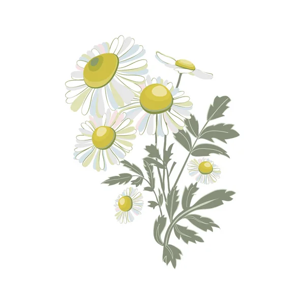 Chamomiles isolated on white background.Daisy flower drawing. — 스톡 벡터