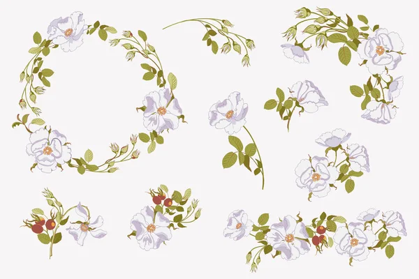 Set von Blumensträußen, Arrangement mit schönen weißen Wildrosen — Stockvektor