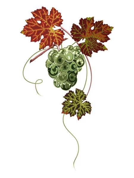 Kleurrijke tros druiven en bladeren close-up, witte achtergrond. — Stockvector