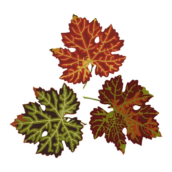 Herfst kleurrijke druivenbladeren, geïsoleerd op witte achtergrond. — Stockvector