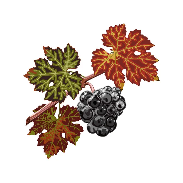 Farbenfrohe Trauben und Blätter in Nahaufnahme, weißer Hintergrund. — Stockvektor