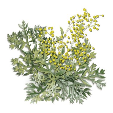Wormwood. Artemisia absinthium. Wormwood branch, wormwood flowers and leaves. clipart