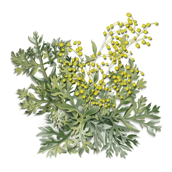 Piołun. Artemisia absynt. Gałąź piołuna, kwiaty piołuna i liście. — Wektor stockowy