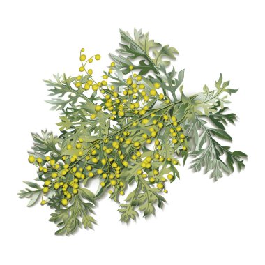 Pelinotu. Artemisia Absinthium. Wormwood dalı, pelin çiçeği ve yapraklar..