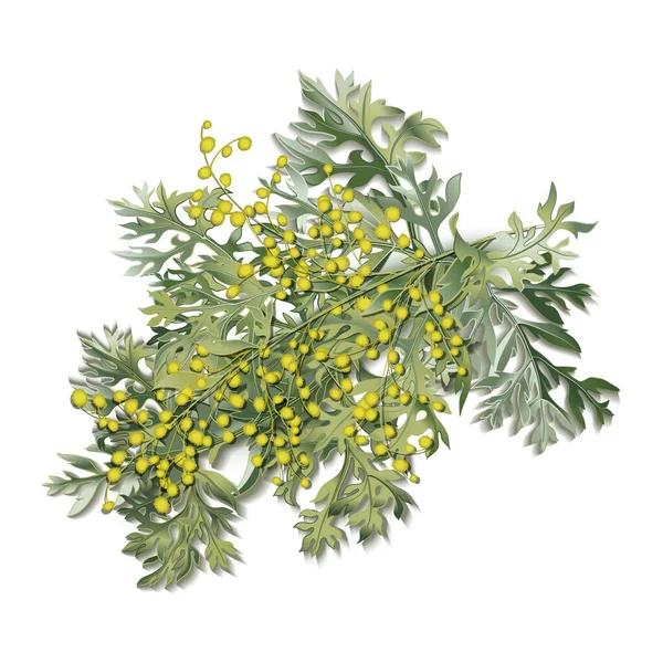 Pelyněk. Artemisia absinthium. Pelyněk větev, pelyněk květiny a listy. — Stockový vektor