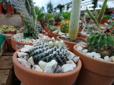 Farklı türlerin farklı kaktüsleri.