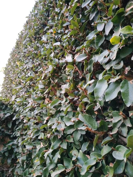 Zeď Vinicemi Plnými Zelených Listů — Stock fotografie