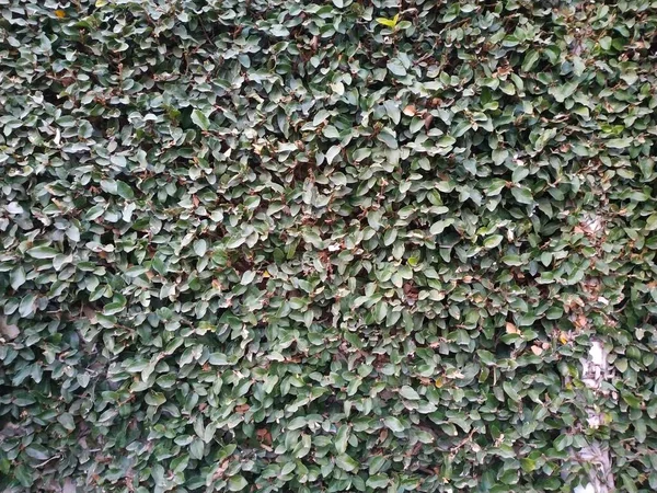 Wand Mit Weinreben Voller Grüner Blätter — Stockfoto