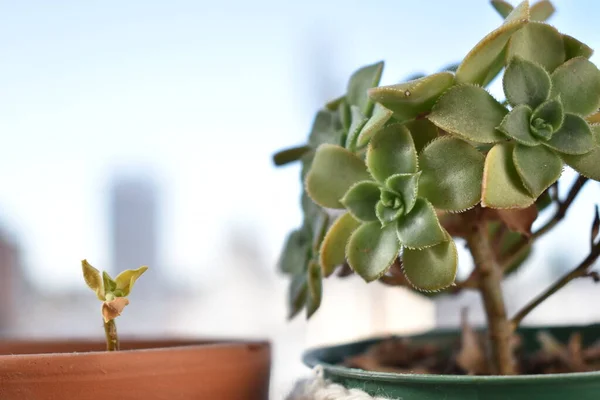 Sommige Macro Uitzichten Van Mijn Bloempot — Stockfoto