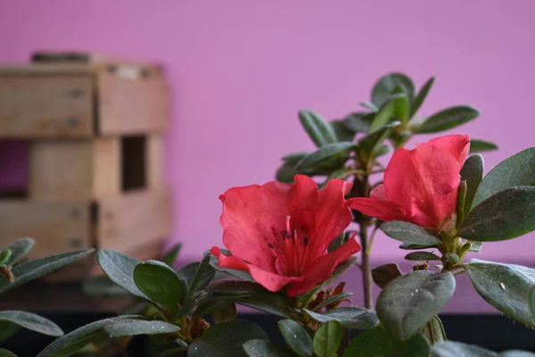 Pembe arka planda kırmızımsı bir çiçek