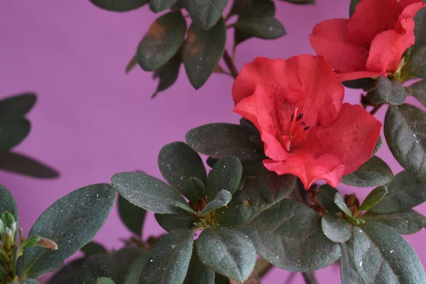 a reddish flower on a pink background