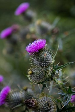 Cirsium vulgare. İngiltere çayırında mor bir devedikeni. İngiliz kır çiçeği