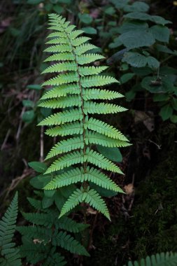Yeşil eğrelti otu, İngiltere 'nin karanlık bir ormanında yaprak ve gövde gösterisi yapar. Doğadaki desenler ve detaylar