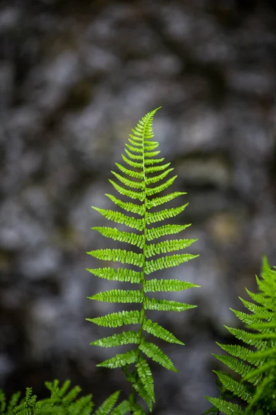 緑のシダは暗い英国の森林地帯に葉や茎を残します 自然界のパターンと詳細 — ストック写真