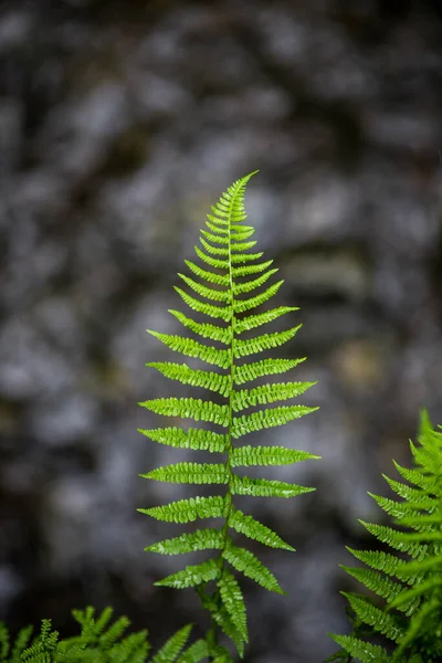 Groene Varen Bladeren Stengels Een Donker Bos Patronen Details Natuur — Stockfoto