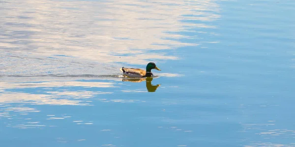 Canard Flotte Sur Lac Reste Une Trace Derrière Elle Ciel — Photo