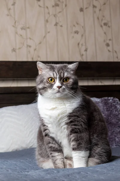 Close Bonito Cinza Tabby Britânico Curta Gato Está Sentado Cama — Fotografia de Stock