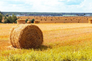 Tarlanın arka planında yuvarlak saman demeti. Arka planda mavi gökyüzü ve orman. Hasat konsepti.