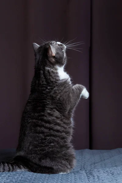 Cinza Tabby Britânico Shorthair Gato Fica Suas Patas Traseiras Olhando — Fotografia de Stock