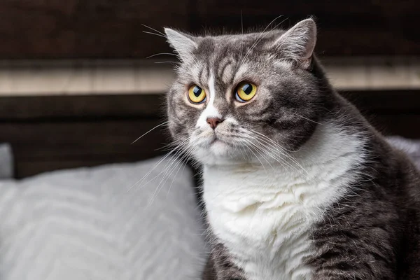 Lazy Beautifal Shorthair Britannique Chat Gris Blanc Assis Sur Canapé — Photo