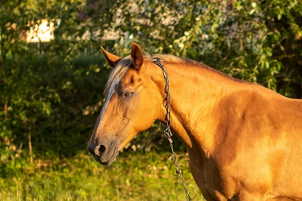 Bruin Paard Headshot Een Achtergrond Van Groene Bladeren Zomer Boerderij — Stockfoto