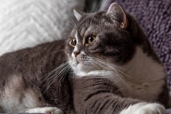 Chat Gris Britannique Est Assis Sur Lit Gros Plan — Photo