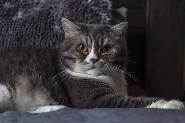 Gato Britânico Cinza Shorthair Senta Cama Close — Fotografia de Stock