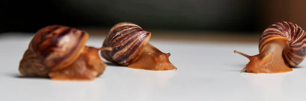 湿蜗牛在白桌子上爬行 花园可食蜗牛 蜗牛一种在法式烹饪中很受欢迎的蜗牛 — 图库照片
