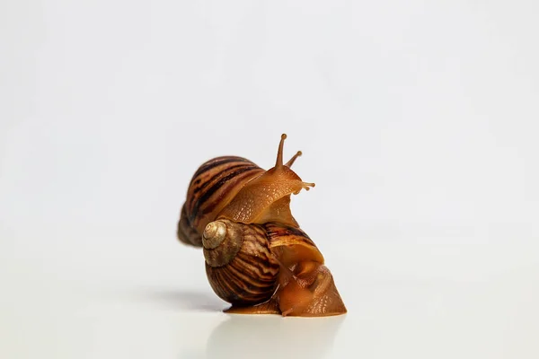 Caracóis Fundo Branco Caracol Rastejou Para Concha Outro Alimentos Animais — Fotografia de Stock