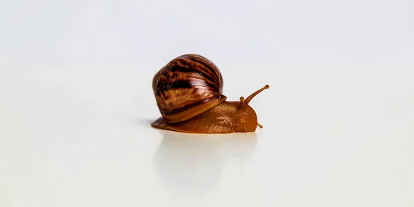 Foto Achatina Com Cornicle Sobre Fundo Branco Foco Seletivo — Fotografia de Stock