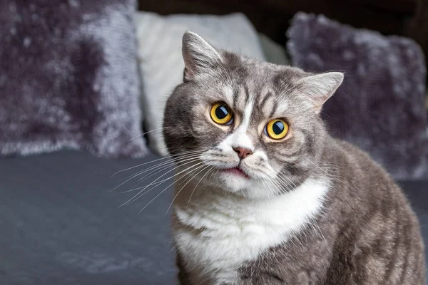 Den Brittiska Grå Och Vita Katten Sitter Sängen Med Gula — Stockfoto