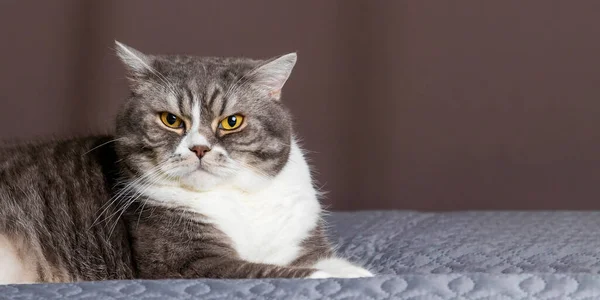 Grå Katt Ligger Sängen Den Vackra Husdjur Bosatte Sig Bekvämt — Stockfoto