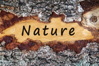 Doğa kelimesi kabuklu bir ağacın arka planında yazılıdır. Doğayı kurtarma kavramı.