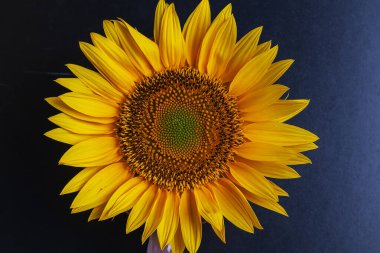 Siyah arka planda taç yaprakları olan sarı bir ayçiçeğine yakın plan, seçici odak.