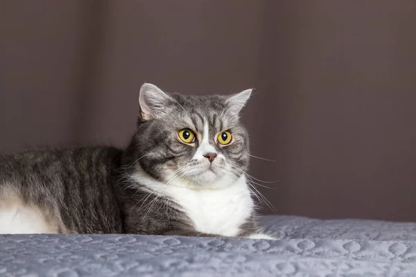 Gato Cinzento Está Deitado Cama Animal Confortavelmente Ajustado Para Dormir — Fotografia de Stock