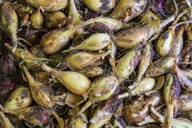 Tezgahın üstünde bir yığın soğan. Hasat konsepti