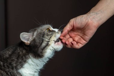 Büyük İngiliz steyşın, gri çizgili, altın gözlü kedi yakından hap alıyor. En sevdiği hayvan.
