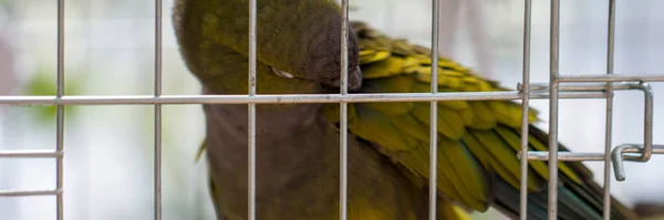 Belo Papagaio Verde Está Limpando Penas Uma Gaiola Close Foco — Fotografia de Stock