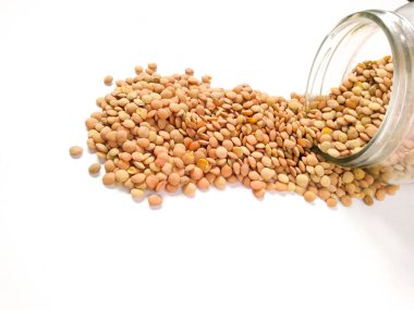 beyaz arkaplanda deniz kabuğu