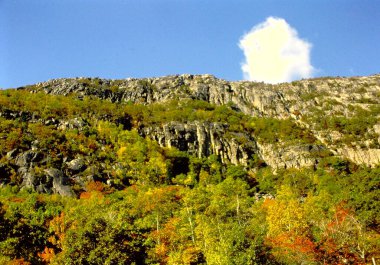 Bitkilerle dolu bir tepenin kenarında.