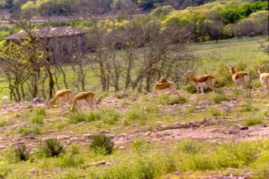 Çayırda bir geyik sürüsü.
