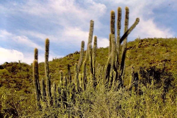 Cactus Poussant Dans Désert Sauvage — Photo