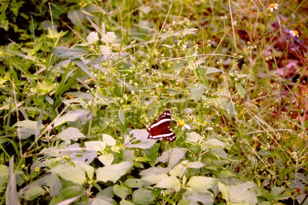Butterfly Flying Garden Chiapas — Stock Photo, Image