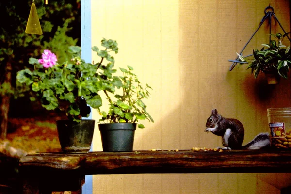 Squirrel eating on a shelf in a garden