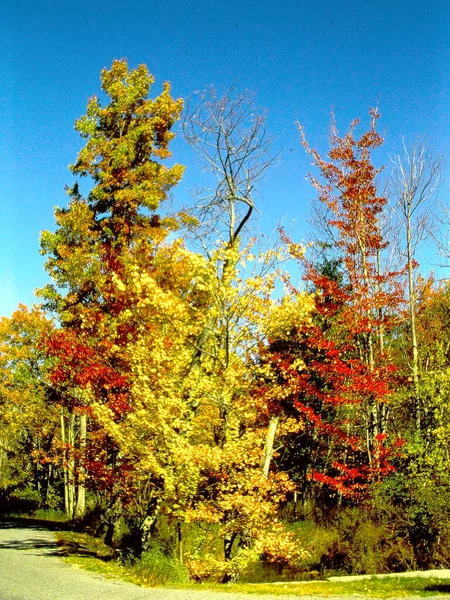 Деревья Поворотом Листьев — стоковое фото