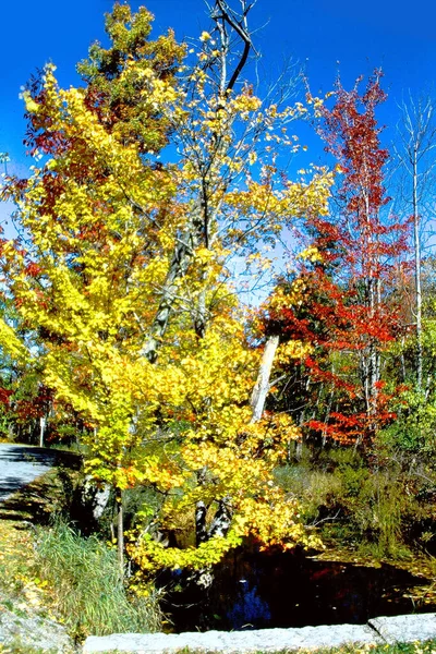Деревья Осенней Листвой — стоковое фото
