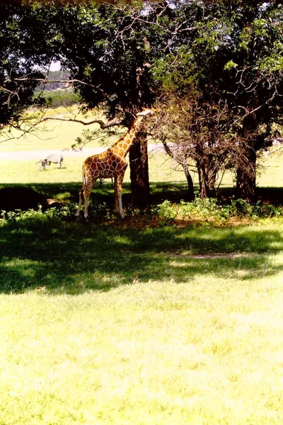 长颈鹿在树上吃东西 — 图库照片
