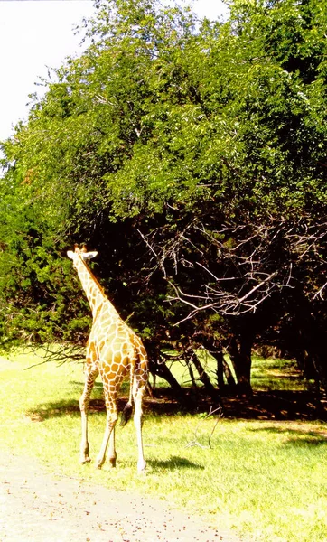 Girafa Caminhando Para Uma Árvore Para Pastar — Fotografia de Stock