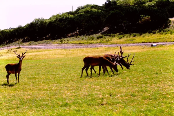 Heard Elk Grazing Field Grass — Stock Photo, Image