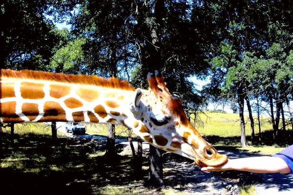 Giraffe Walking Tree Graze — Stock Photo, Image